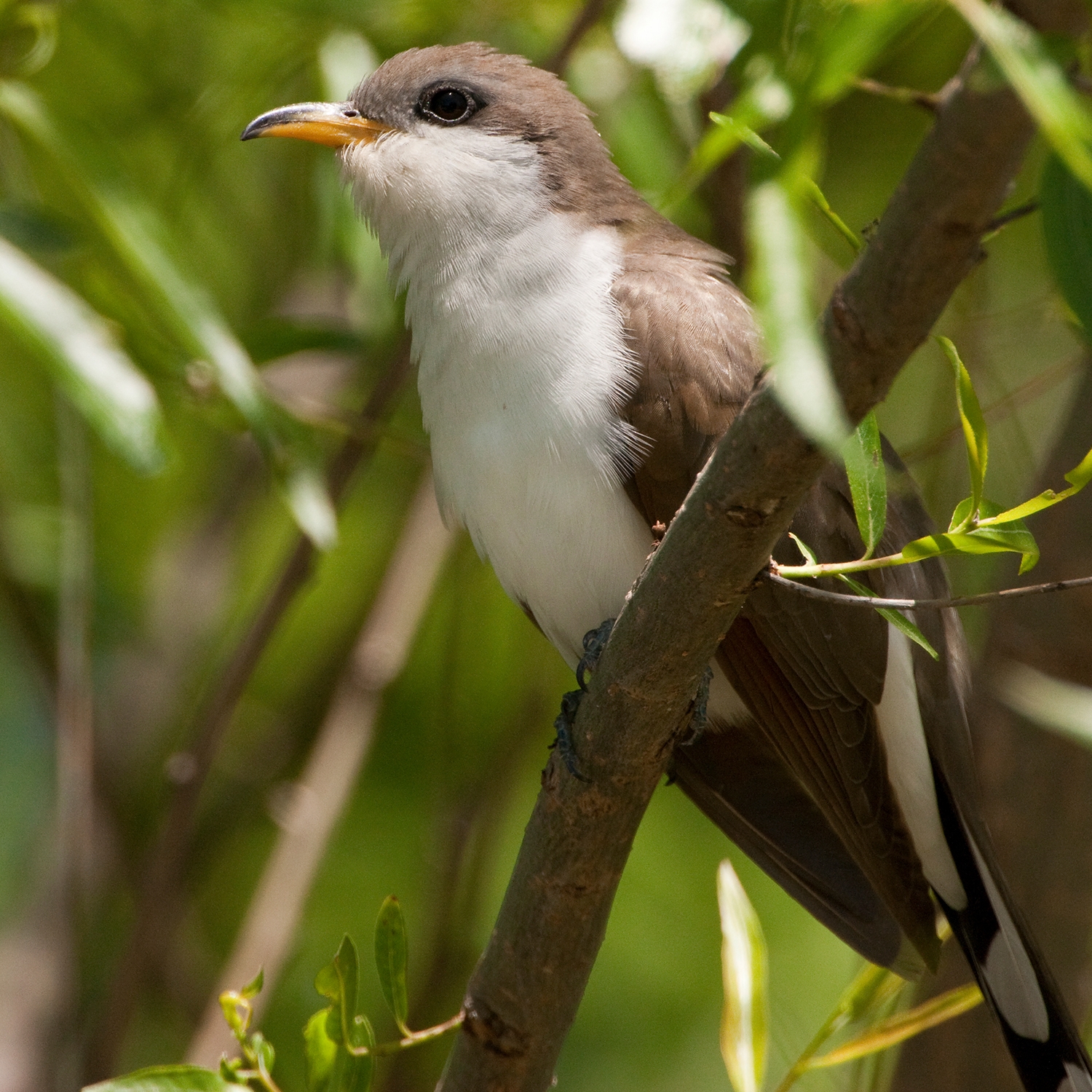 WABYellowbilledCuckoo-MKR.jpg