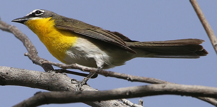 yellow-breasted chat (Icteria virens) Photo © Brian Tang