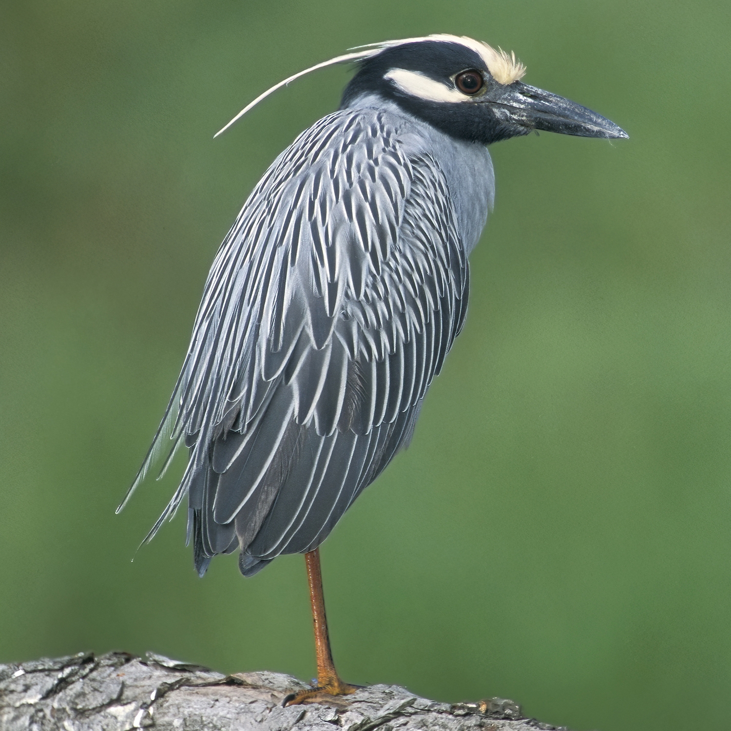 yellow-crowned hight-heron (Nyctanassa violacea)