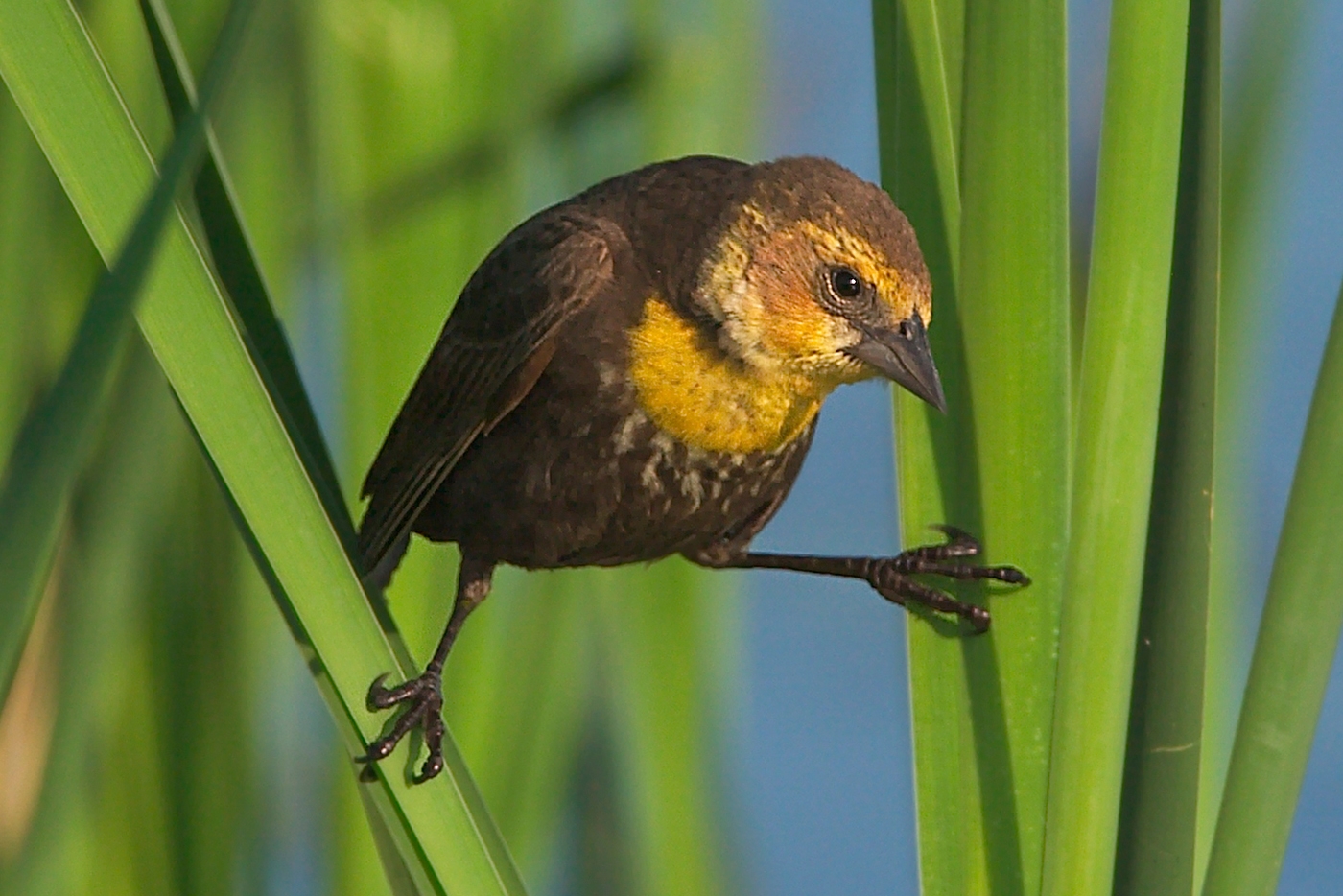 yellow-headed blackbird (Xanthocephalus xanthocephalus) [female] {state endangered} Photo © Mary Kay Rubey