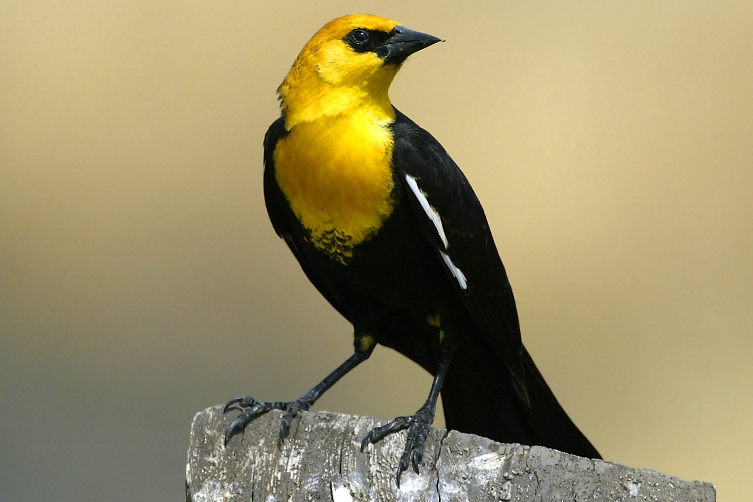 yellow-headed blackbird (Xanthocephalus xanthocephalus) [male] {state endangered} Photo © Mary Kay Rubey