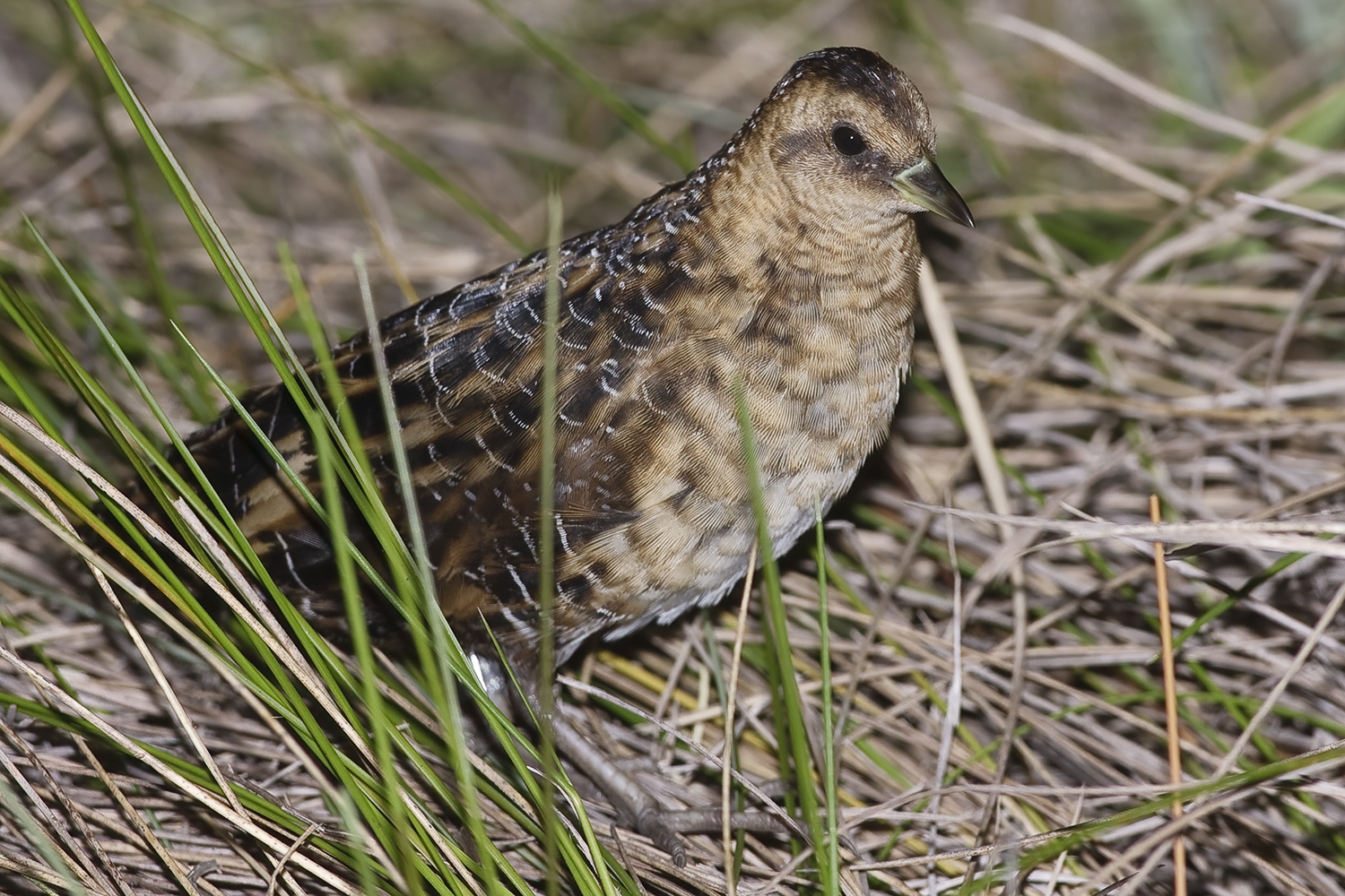 WABYellowRail-BS.jpg