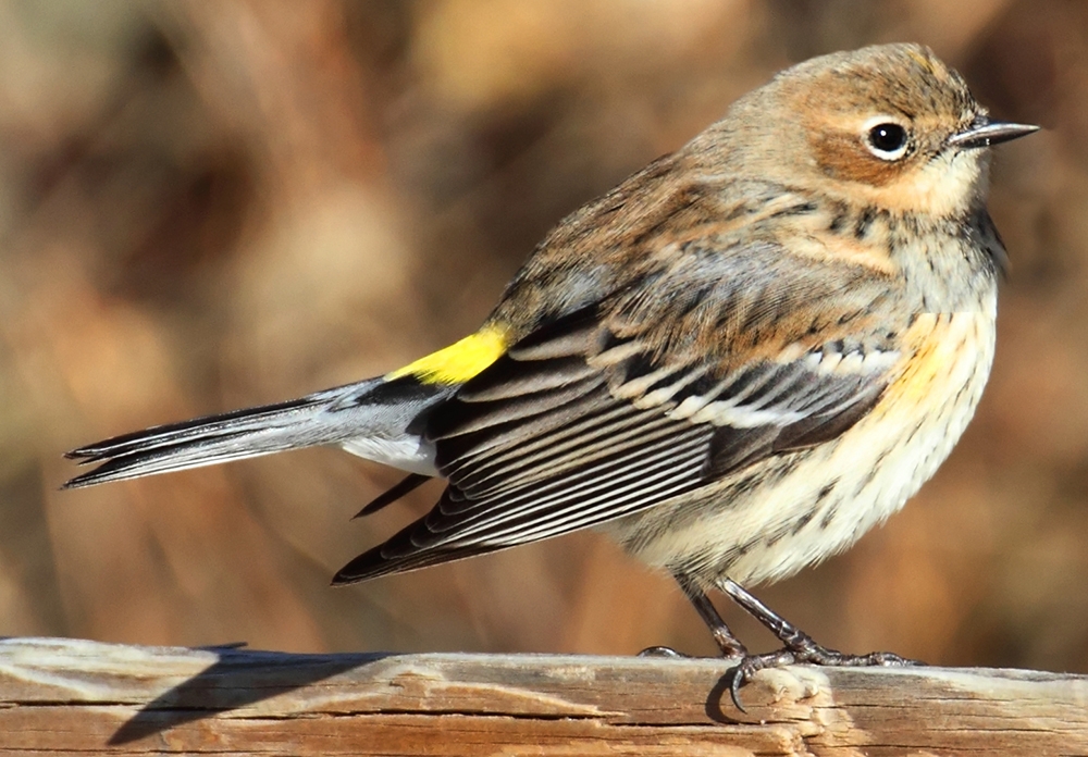 yellow-rumped warbler (Setophaga coronata) 