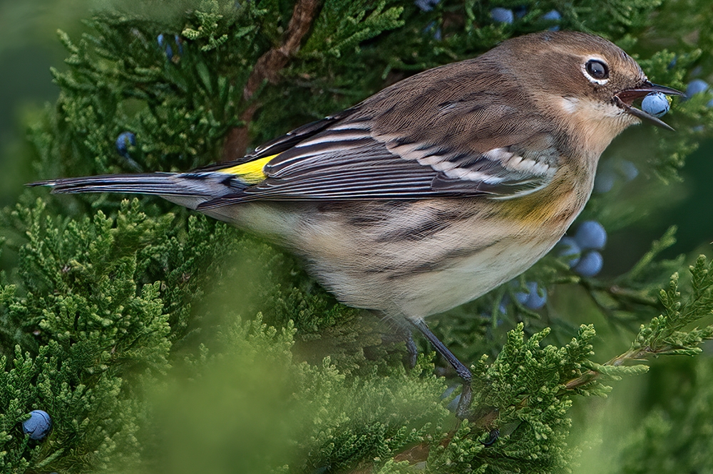 yellow-rumped warbler (Setophaga coronata) [female]