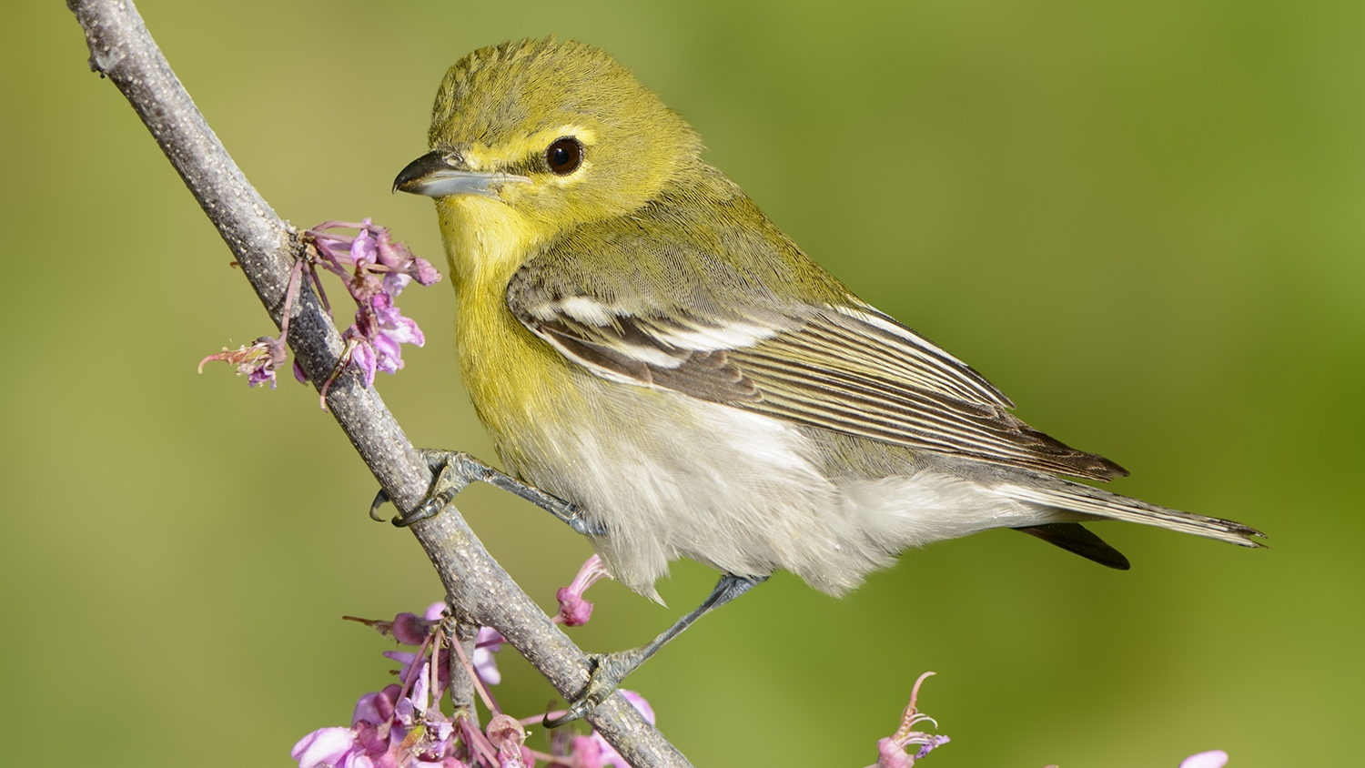 yellow-throated vireo (Vireo flavifrons)
