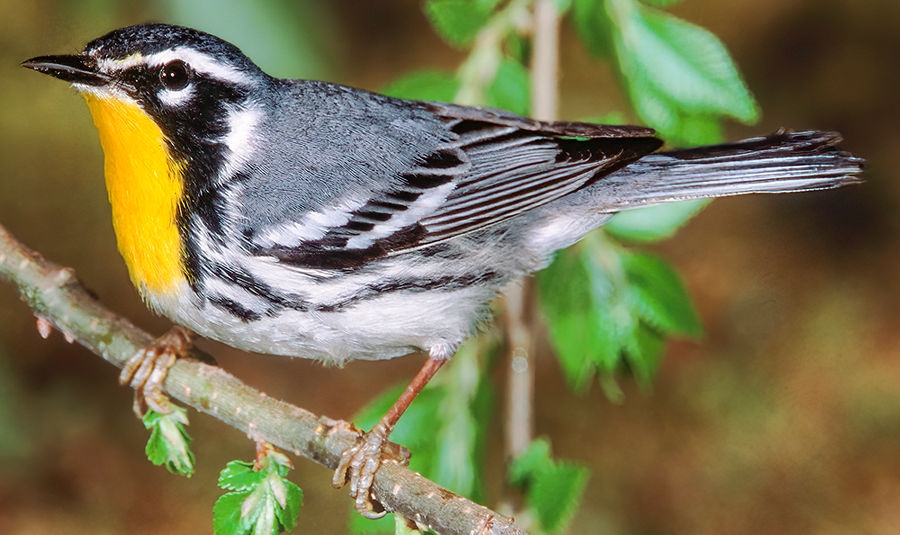 yellow-throated warbler (Setophaga dominica)