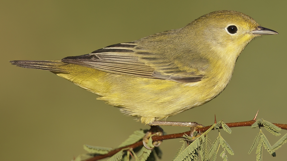 yellow warbler (Setophaga petechia) [female]