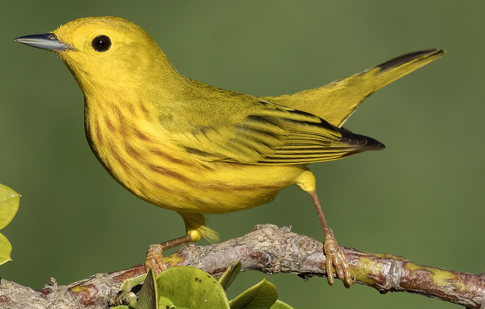 yellow warbler (Setophaga petechia) Photo © David W. Brewer