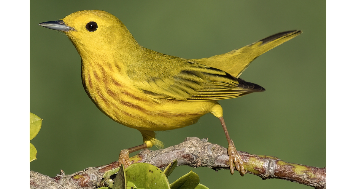 yellow warbler male and female