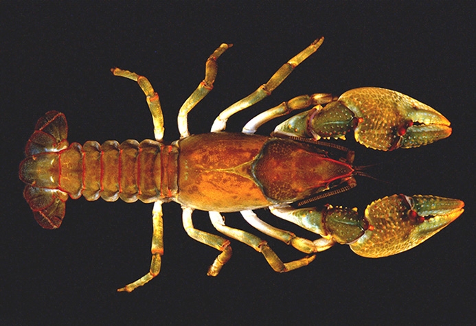 devil crayfish