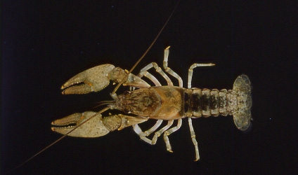 WACFNorthernClearwaterCrayfish-CT.JPG