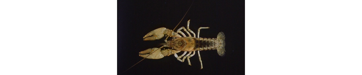 Northern clearwater crayfish (Faxonius propinquus) - Species Profile