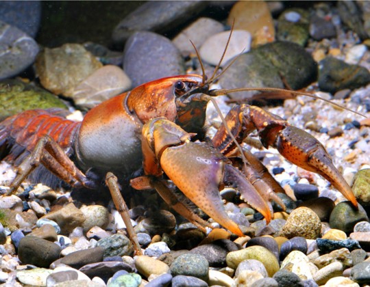 prairie crayfish