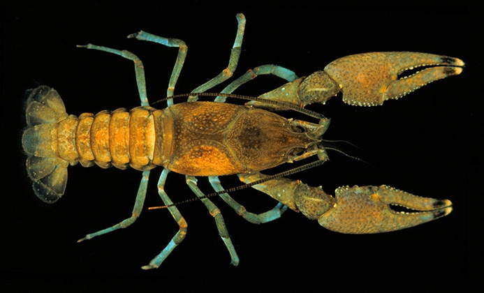 WACFRustyCrayfish-CT.jpg