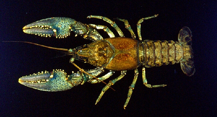 WACFVirileCrayfish-CT.jpg