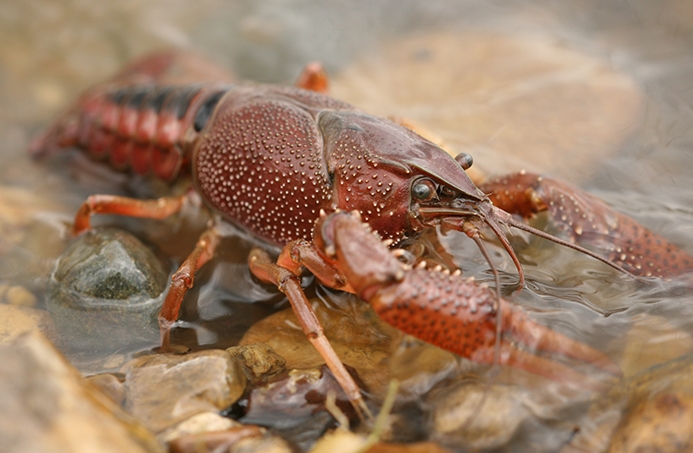 WACFWhiteRiverCrayfish.JPG