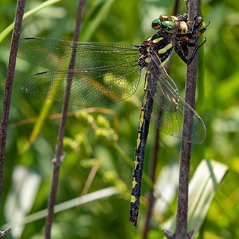 WADFArrowheadSpiketailFemale-MKR.jpg