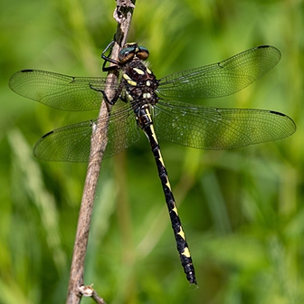 WADFArrowheadSpiketailMale-MKR.jpg