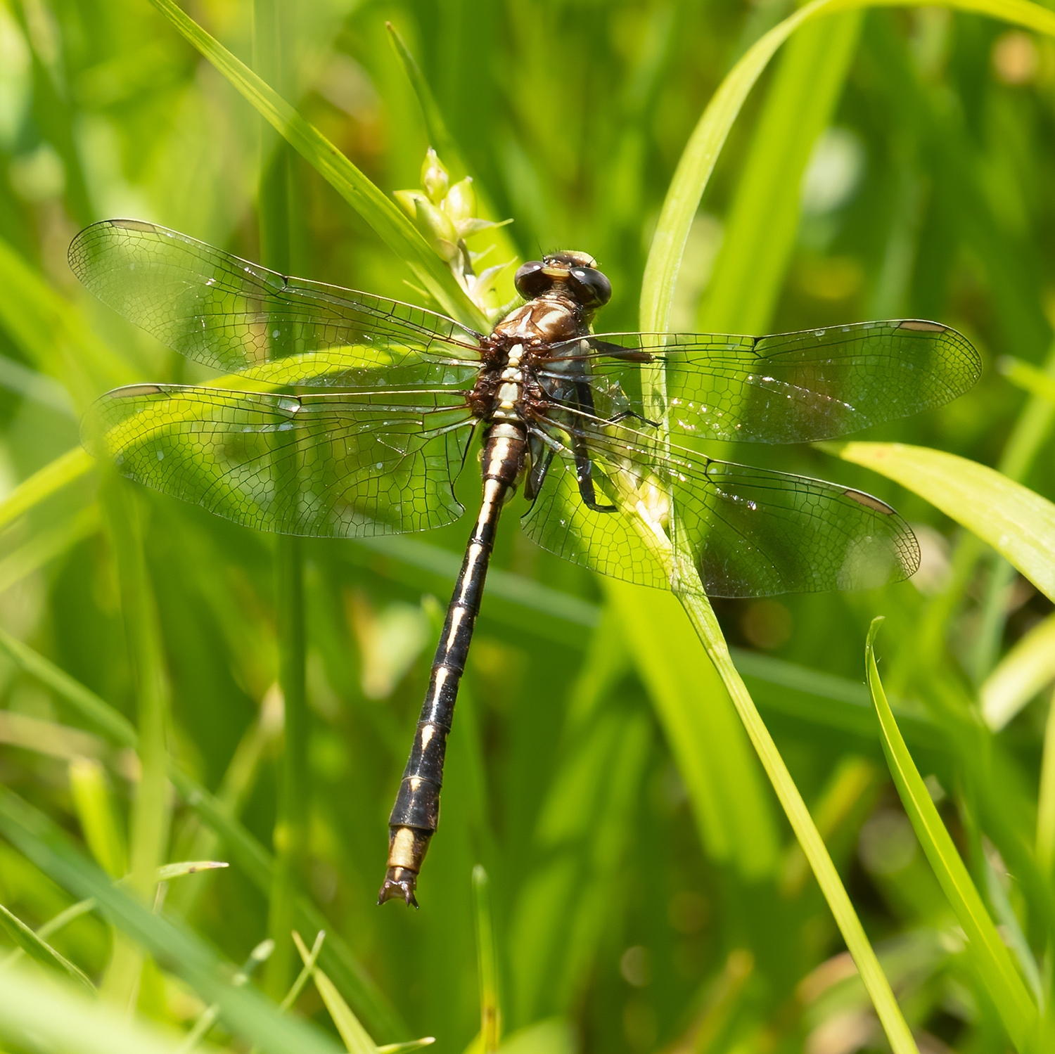 Someone questioned my id of dragonflies in this population in iNaturalist and sure enough, they were right. These were ashy clubtails, not lancet clubtails. Ashy clubtails (Phanogomphus lividus) are a new state record!