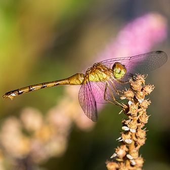 WADFAutumnMeadowhawkFemale-MKR.jpg