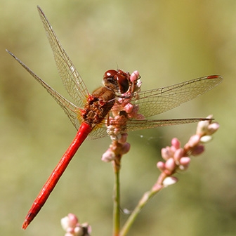 WADFAutumnMeadowhawkMale-MKR.jpg