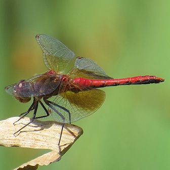 WADFBandwingedMeadowhawkMale-JG.jpg