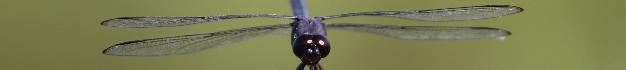 Wild About Dragonflies Banner