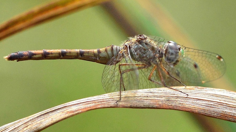 blue-faced meadowhawk female