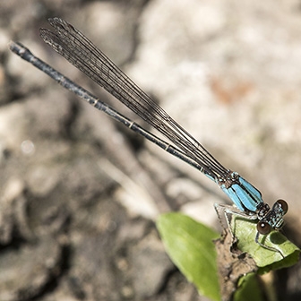 WADFBluefrontedDancerFemale-MKC.jpg