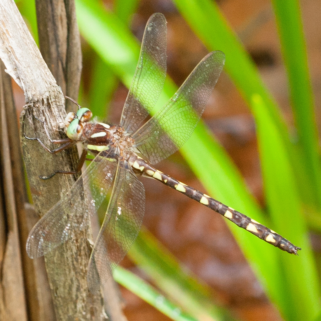 Brown Spiketail (Cordulegaster bilineata) male