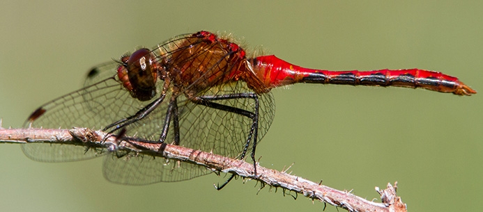 WADFCherryfacedMeadowhawk-MKR.jpg