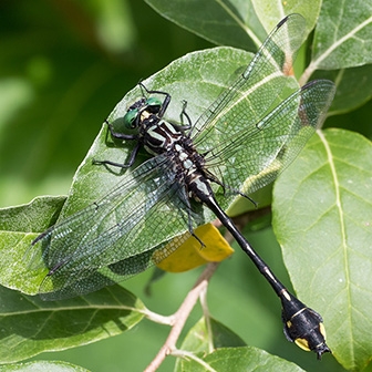 WADFCobraClubtailMale-MKR.jpg