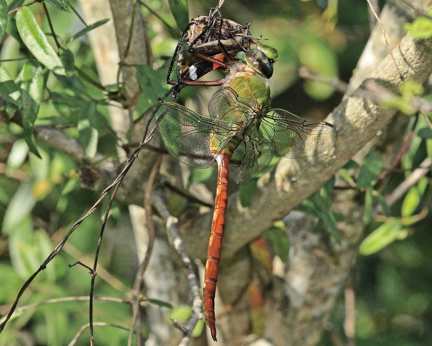 comet darner male
