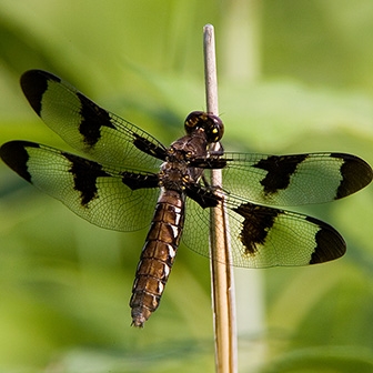 WADFCommonWhitetailFemale-MKR.jpg