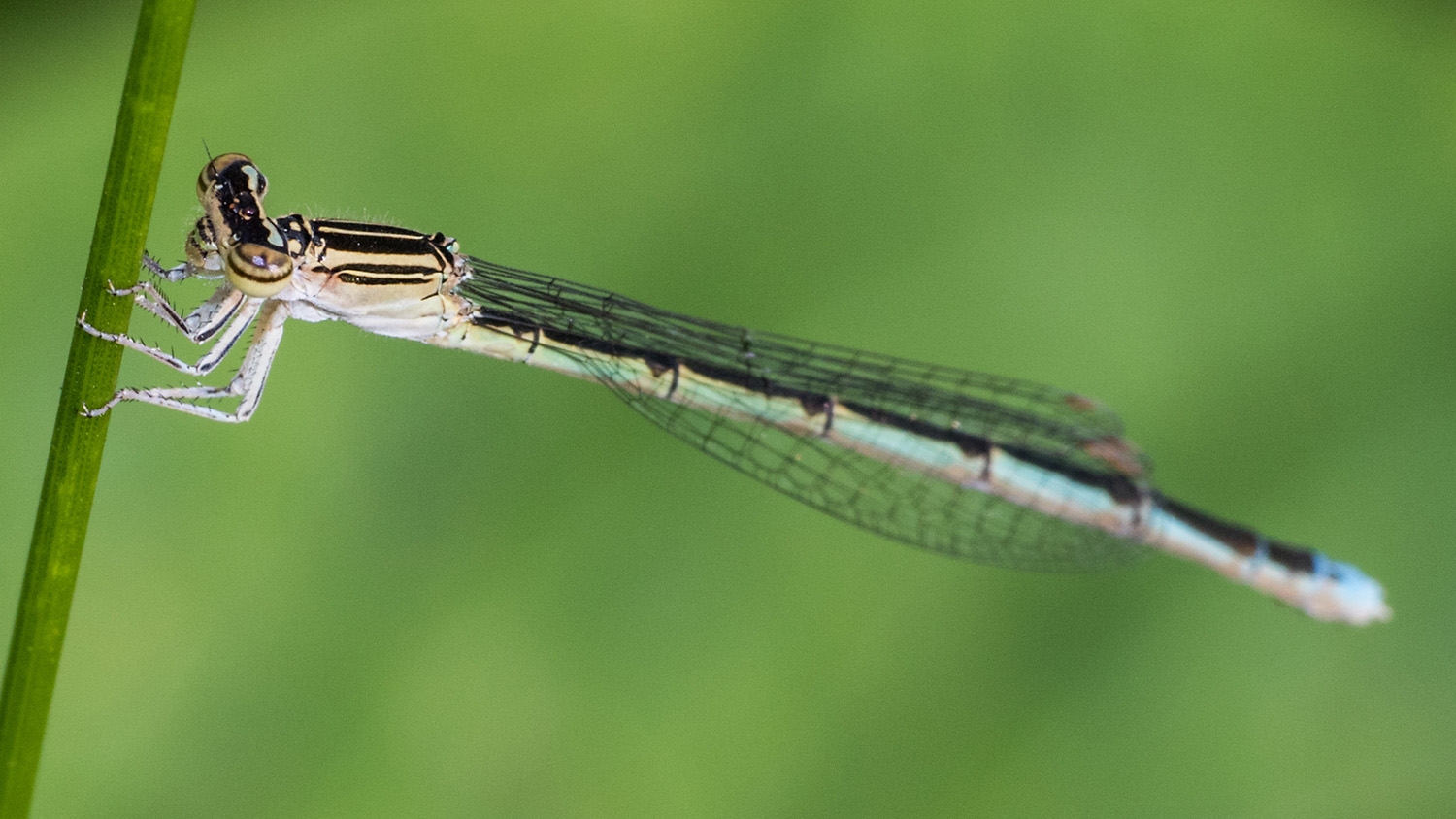 Double-striped Bluet female