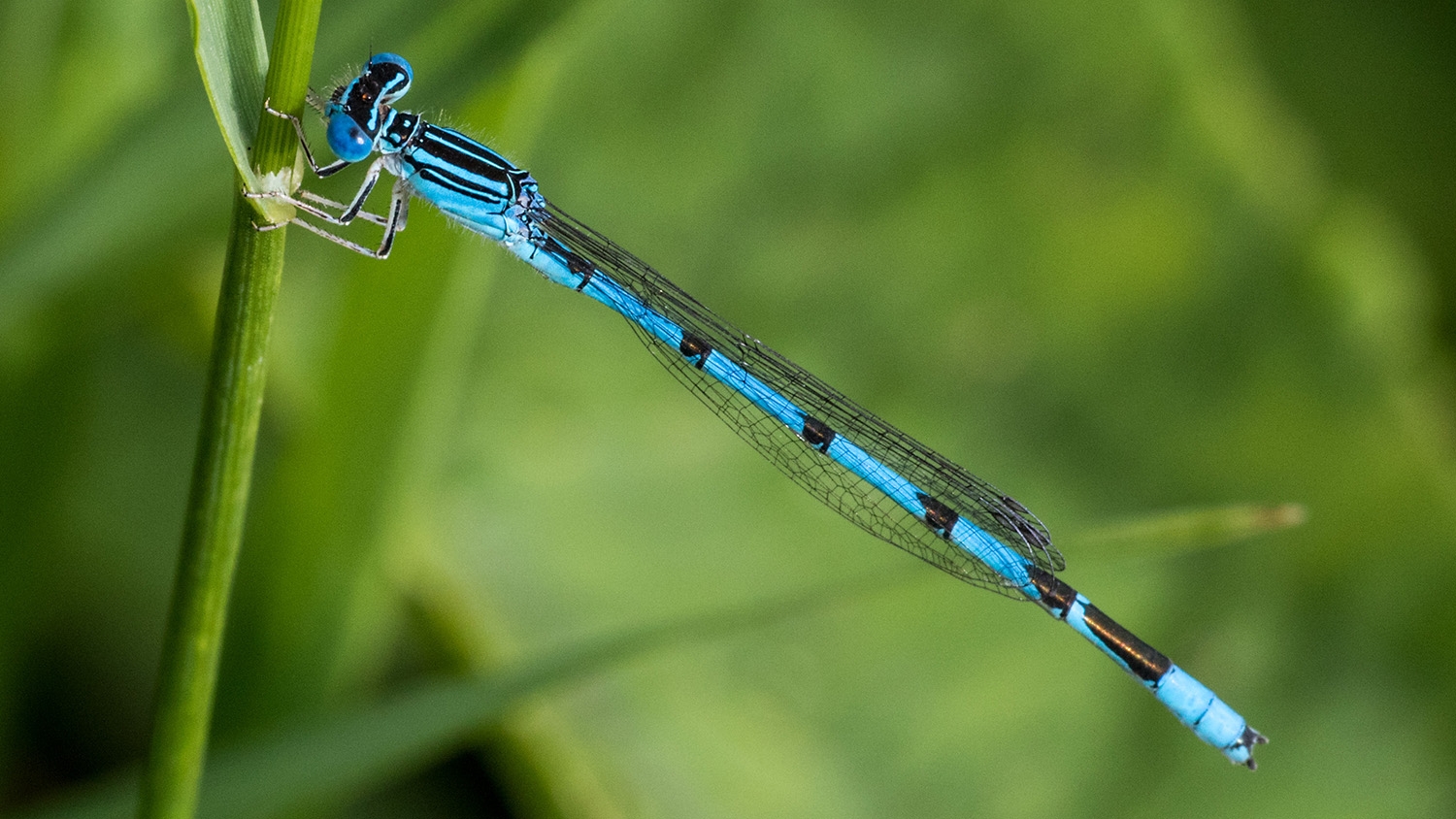 double-striped bluet male