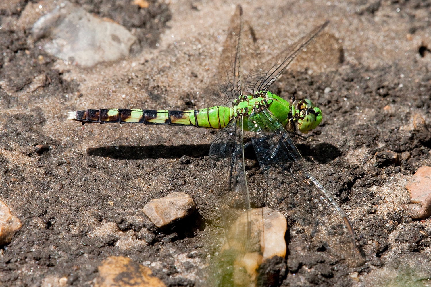 Eastern Pondhawk female