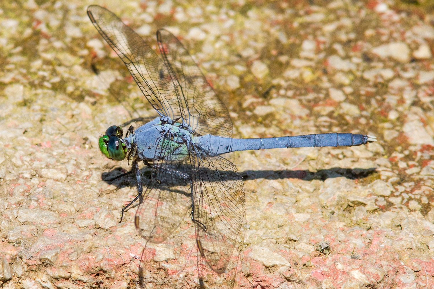 Eastern Pondhawk male