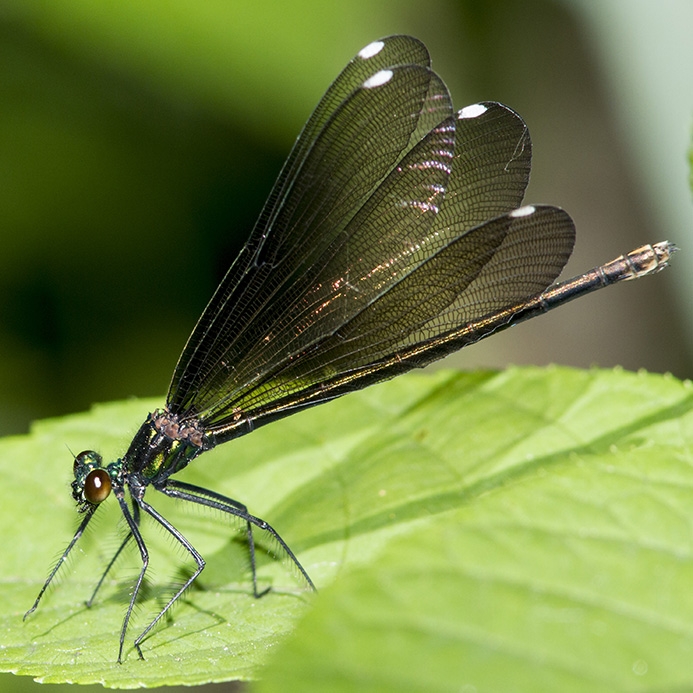 WADFEbonyJewelwing-MKR.jpg