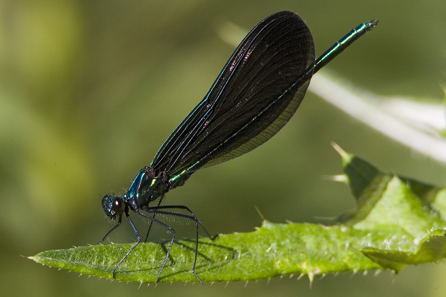 Ebony Jewelwing male