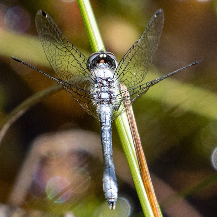 WADFElfinSkimmer-MKR.jpg