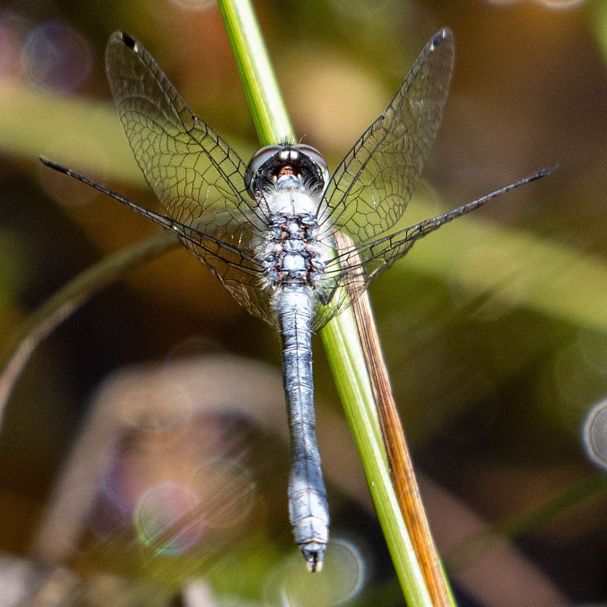 elfin skimmer