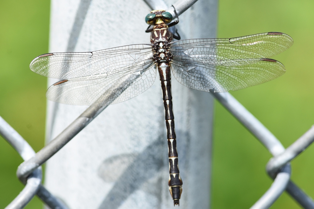 【ノブタ】dragonfly  generix Dragonfly Chiodate ZoomX Dragonfly All