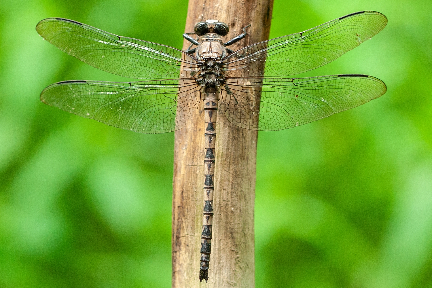 Gray Petaltail (Tachopteryx thoreyi)