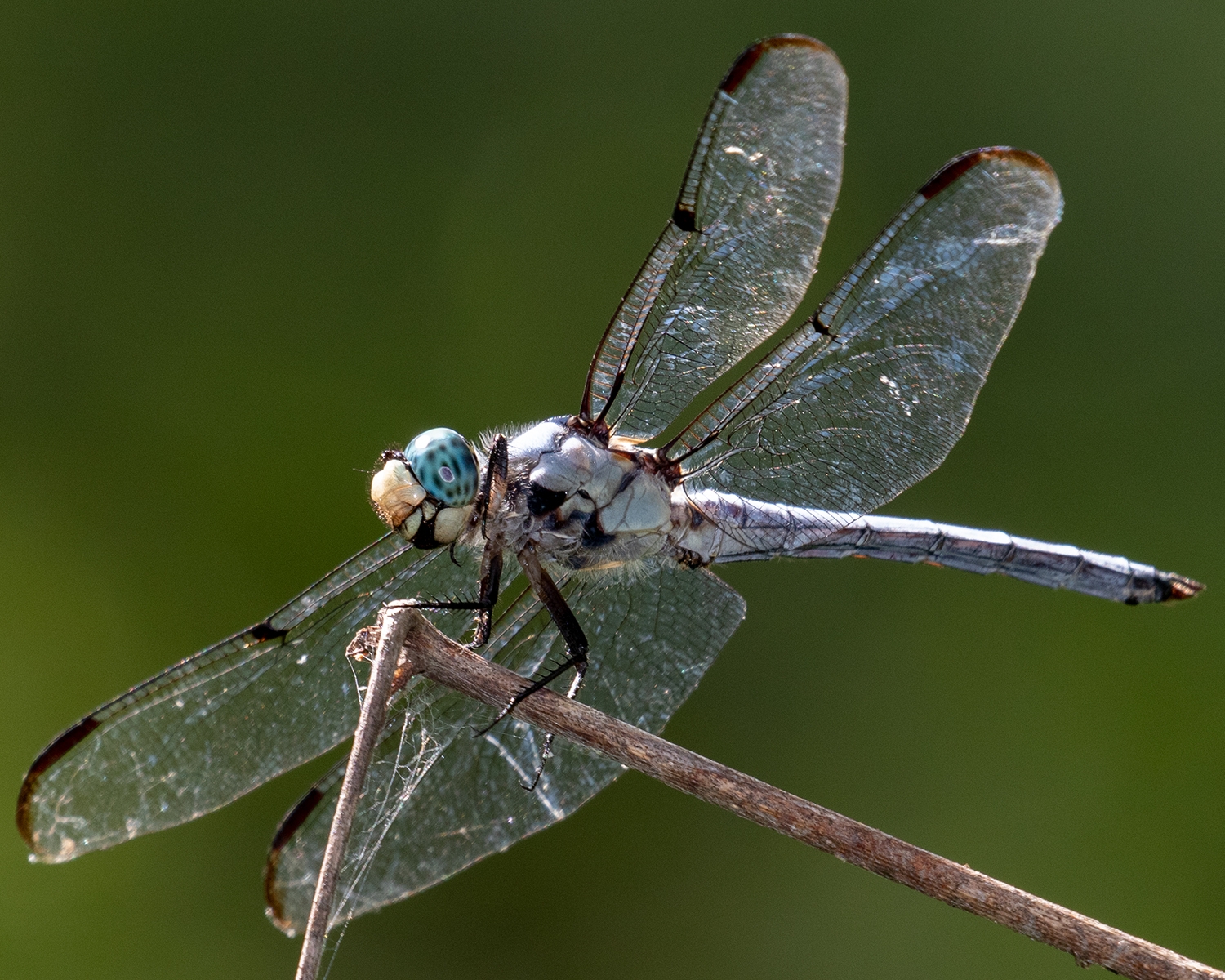 Great Blue Skimmer male