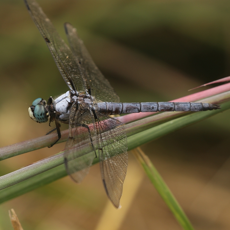 great blue skimmer male