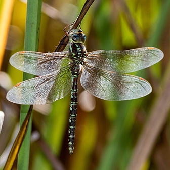 WADFGreenstripedDarnerFemale-MKR.jpg