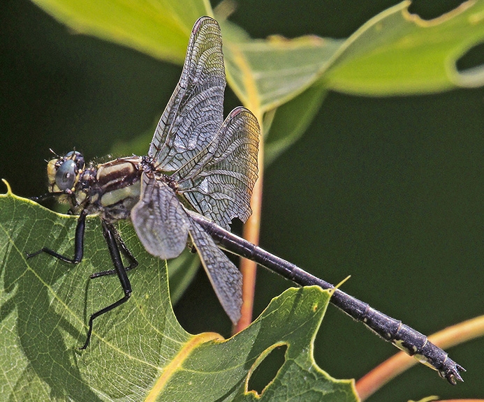 WADFHarpoonClubtail-PD.jpg