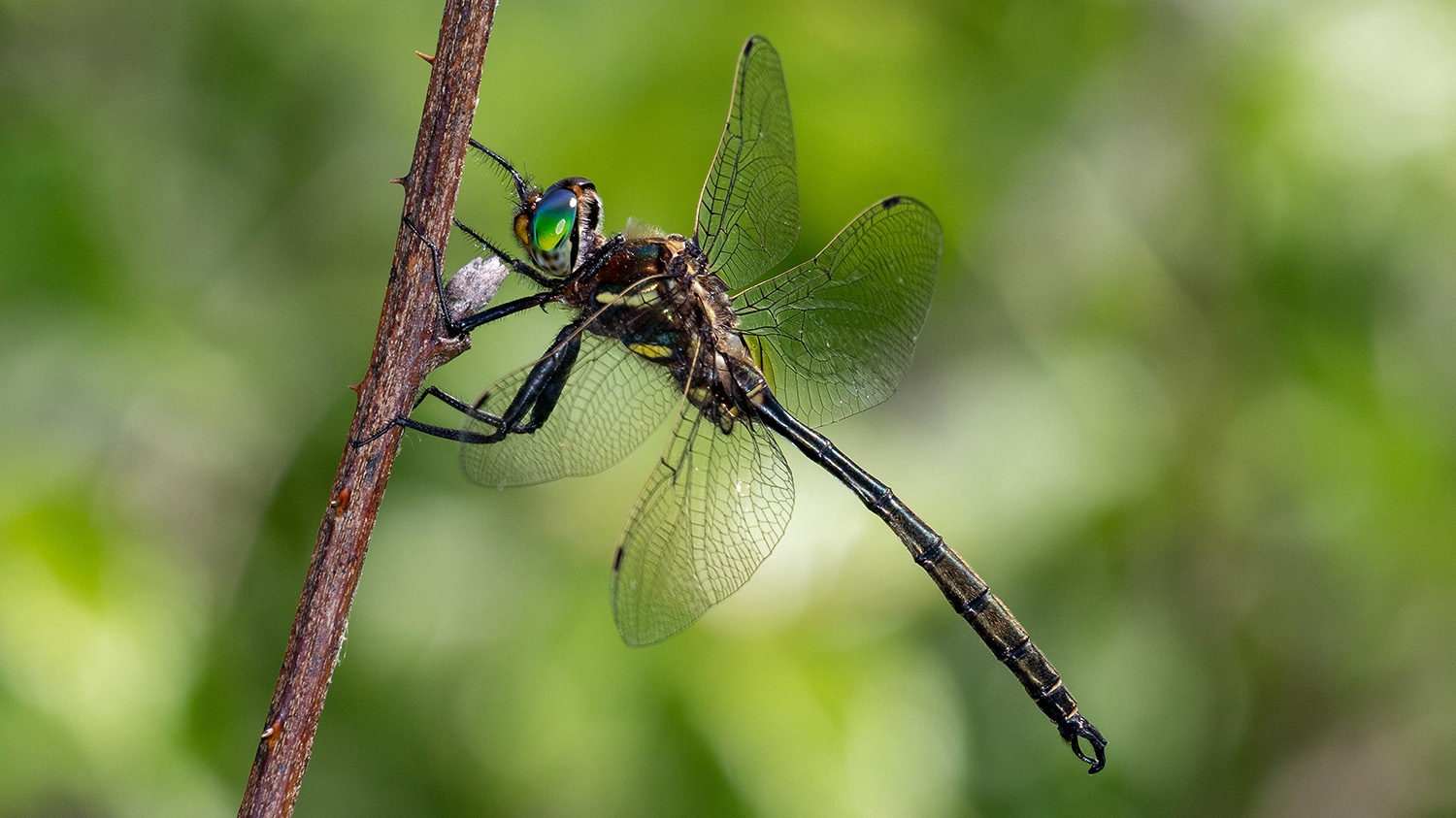 Hine's emerald dragonfly (Somatochlora hineana)