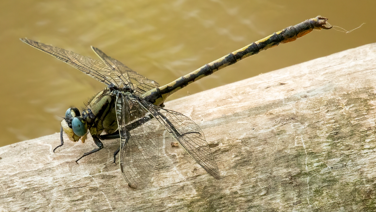 Horned Clubtail (Arigomphus cornutus) male